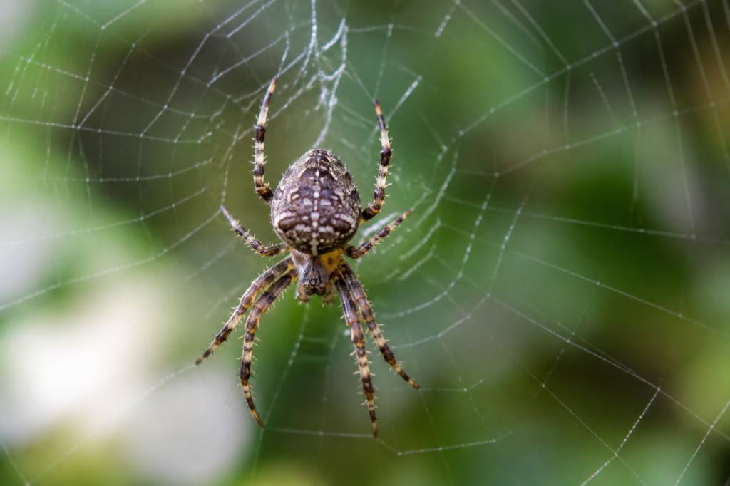 Araignée : rôle essentiel dans l’équilibre de nos écosystèmes