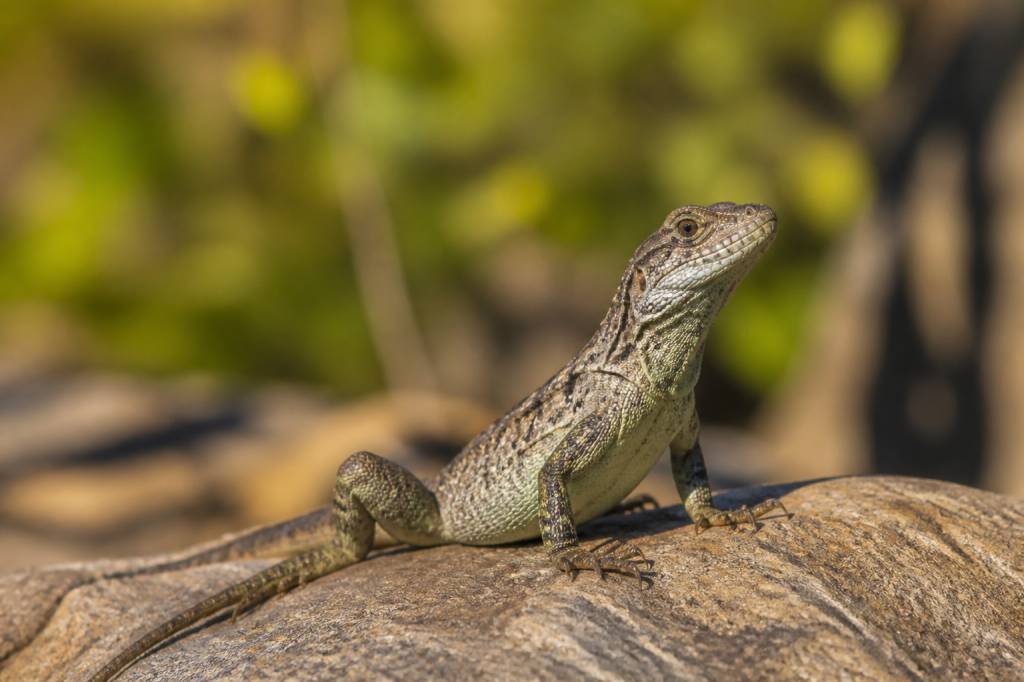 Reptile : comprendre son rôle essentiel dans les écosystèmes